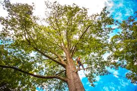 Trusted Kelso, WA Tree Services Experts