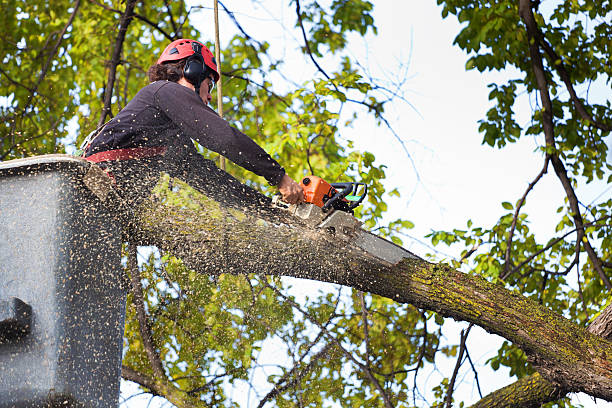 How Our Tree Care Process Works  in  Kelso, WA